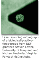 Image of a laser scanning micrograph