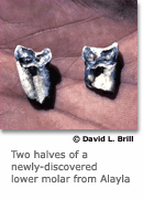 Two halves of a newly discovered lower molar from Alayla