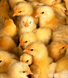 Chicks.