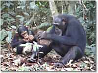chimpanzees with tools