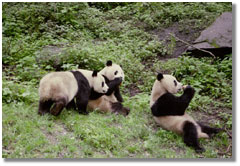 several pandas
