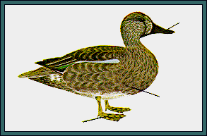 GIF -- Picture of Male Blue-winged Teal-Fall