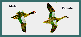 GIF -- Picture of Blue-winged Teal in Flight