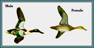 GIF -- Picture of Shovelers in Flight