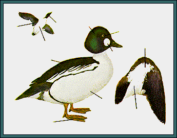 GIF -- Picture of Male Common Goldeneye-Winter