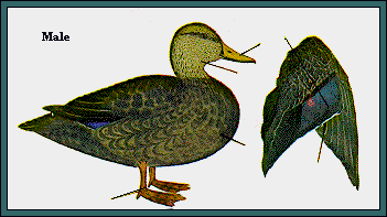 GIF -- Picture of Male Mottled Duck