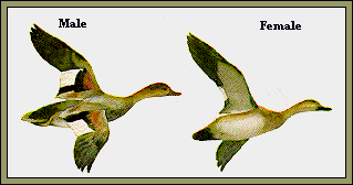 GIF -- Picture of Gadwalls in Flight