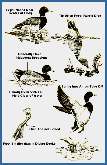 GIF -- Picture of Dabbling Duck Characteristics
