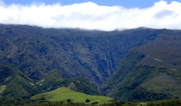 Manawainui Valley, cloud forest on upper slopes