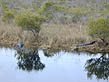 photo of alligators on water's edge