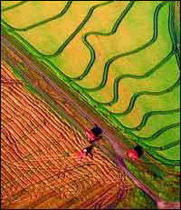 rice fields photo