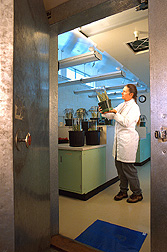 Technician examines beneficial insects within the containment portion of an ARS quarantine facility. Link to photo information.