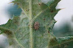 The Scotch thistle weevil. Link to photo information.
