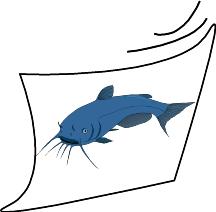 Catfish graphic