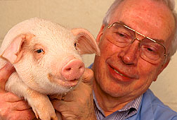 Lawrence Johnson displays pig born in studies using sorted sperm: Link to photo information