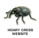 Hoary Cress Consortium Website.