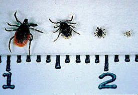 From left to right: The deer tick (Ixodes scapularis) adult female, adult male, nymph, and larva on a centimeter scale.