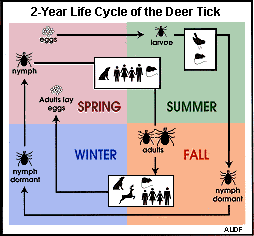 Image: 2-Year Life Cycle of the Deer Tick