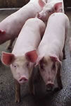 Pig farm in Malaysia