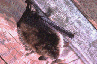 Little brown bat