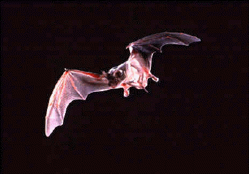 Mexican free-tail bat