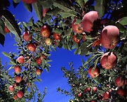 Photo:  Apples on branches 