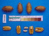 Photo of pecans an nuts placed next to a ruler with color scale  on it.