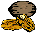 Graphic of a pecan nut and its shell.