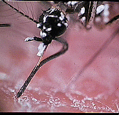 Image: The stylets (needle-like structures) and proboscis (elongated mouth) of an Aedes aegypti feeding. Dengue viruses are transmitted during the feeding process.