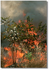 effects of seasonal burning of African savannah