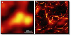 scattering images of carbon nanotubes