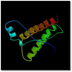 structure of a portion of the bovine prion protein