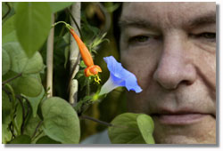 Biologist Mark Rausher with the ancestral blue morning glory flower and the red flower