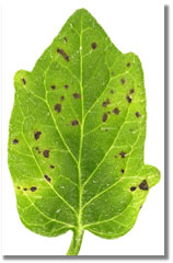 an infected tomato plant leaf