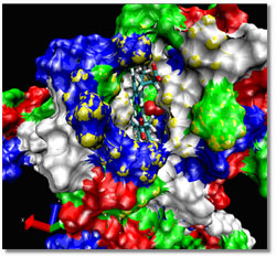 snapshot from an animated simulation of the molecular dynamics of an A. pernix protoglobin model