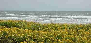 Camphor Daisies and the Surf