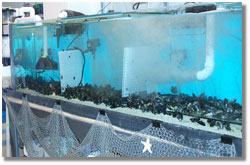 tank full of blue mussels