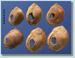 Image showing several marine shells that were selected for size and perforated 75, 000 years ago.