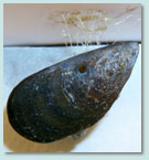 common blue mussel