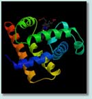 Myoglobin, the first protein structure to be determined at high resolution.
