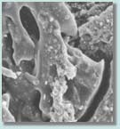 Scanning electron microscope (SEM) image of novaculite (a quartz-rich rock) sample.