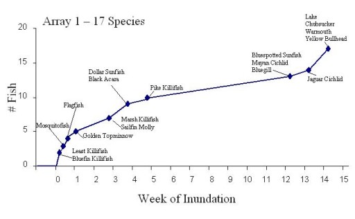 Figure 4: Succession of fish species at the arrays. Cichlids, tilapia, and pike killifish are non-native species. (array 1)