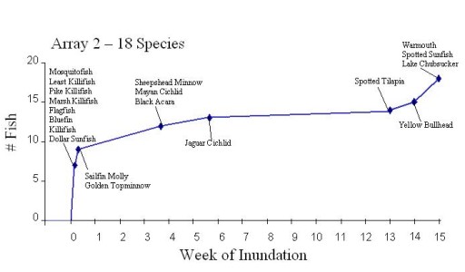 Figure 4: Succession of fish species at the arrays. Cichlids, tilapia, and pike killifish are non-native species. (array 2)