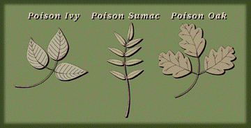 [illustrations of poison ivy, poison sumac, and poison oak]