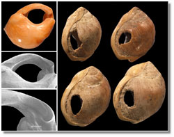 Nassarius shells