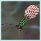 Image of bacteriophage T4.