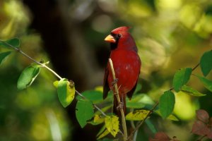 photo of Northern cardinal at Morton NWR in New York