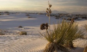 Photograph of white sands.