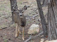 MULE DEER FREQUENT THE SOUTH RIM VILLAGE AREA IN GRAND CANYON NATIONAL PARK. KEEP THE WILD IN WILDLIFE. PLEASE DO NOT FEED THEM.