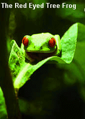 The Red Eyed Tree Frog image.  Having problems, call our National Energy Information Center at 202-586-8800 for help.